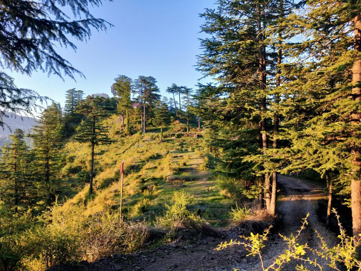 Neha Homestay Shimla Zewnętrze zdjęcie
