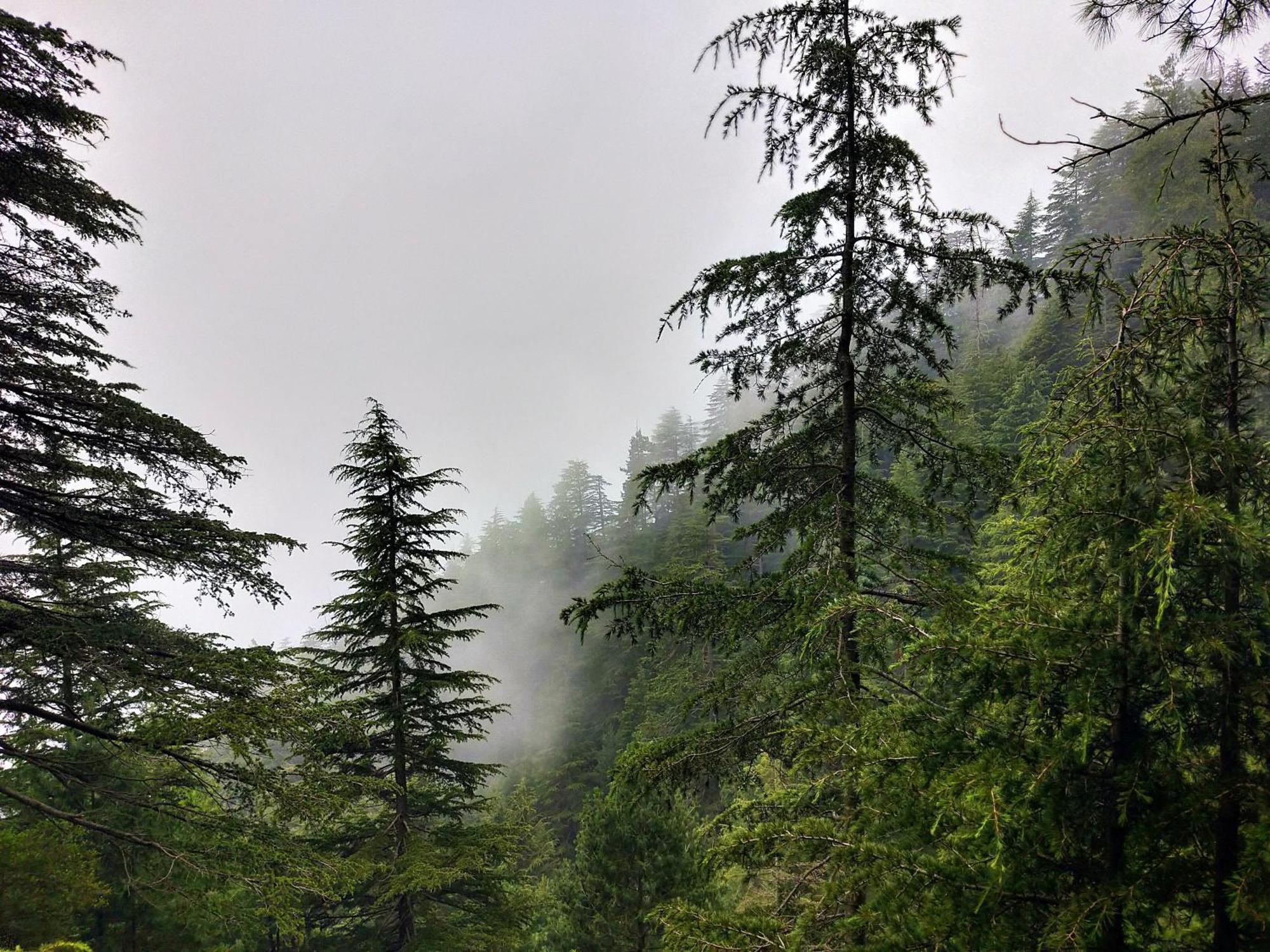 Neha Homestay Shimla Zewnętrze zdjęcie