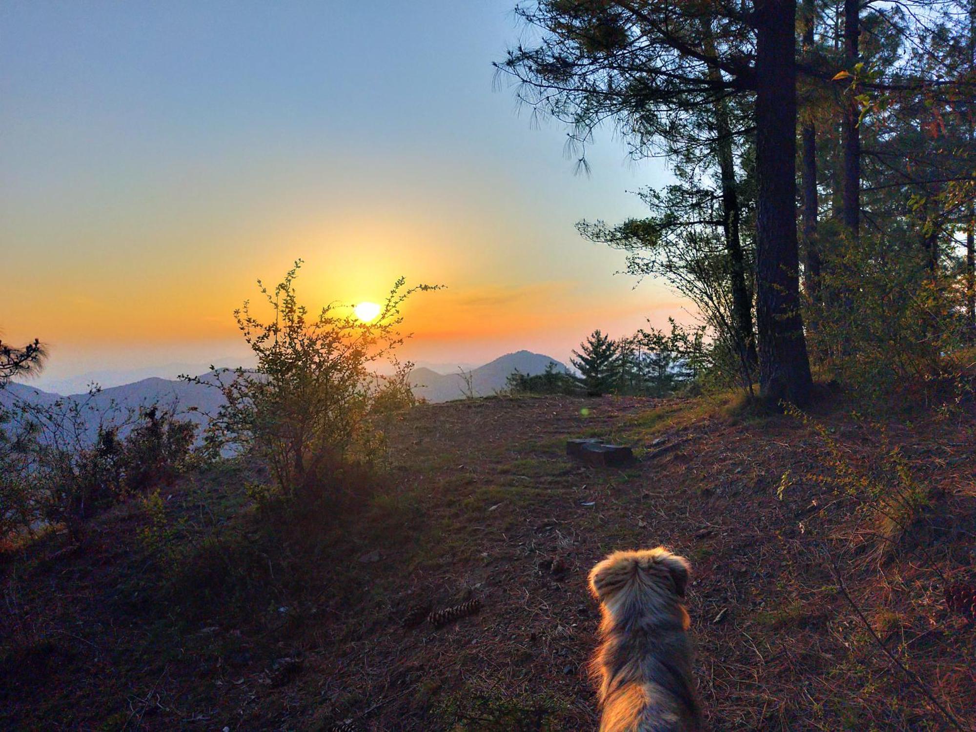Neha Homestay Shimla Zewnętrze zdjęcie