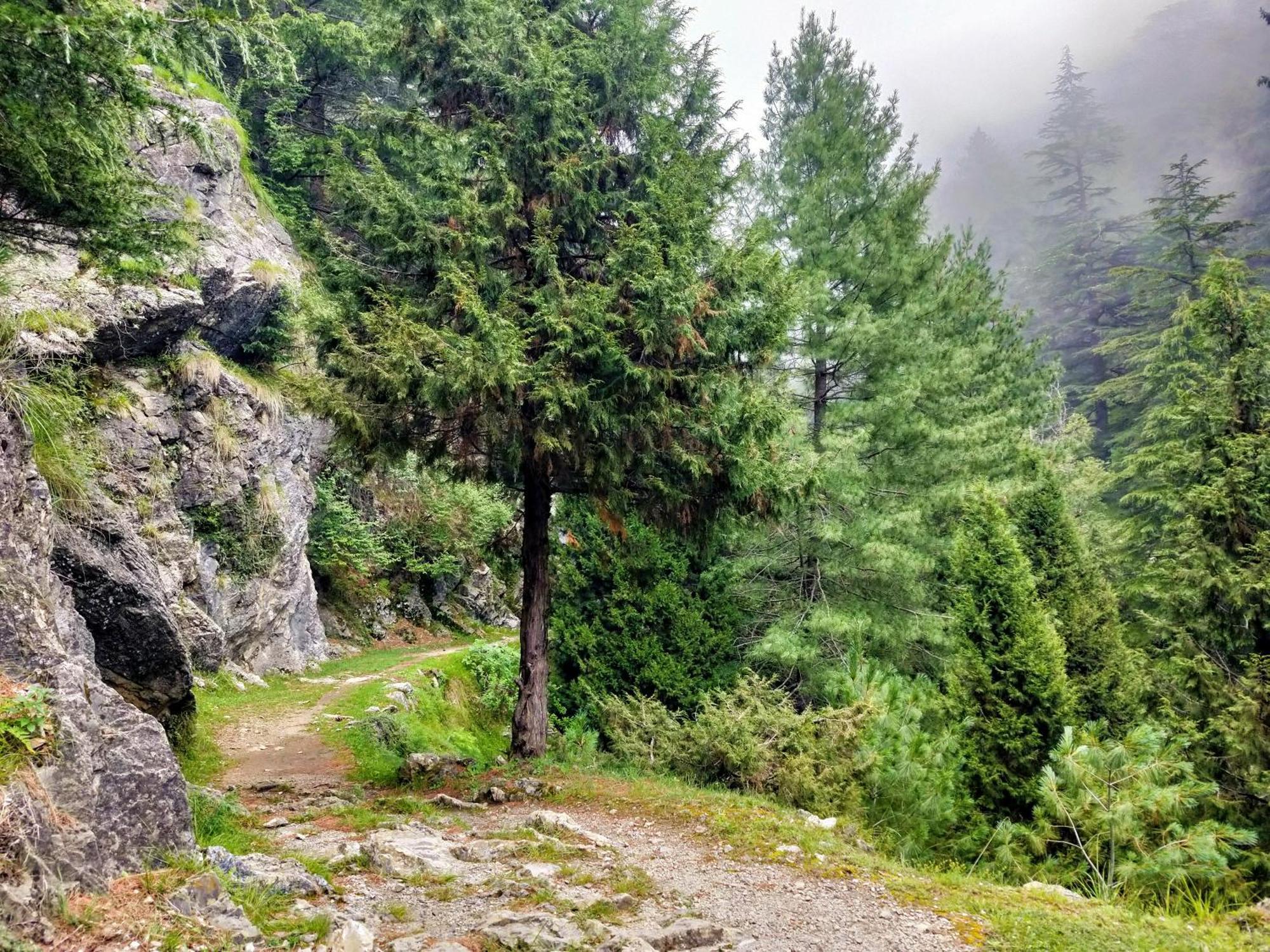 Neha Homestay Shimla Zewnętrze zdjęcie